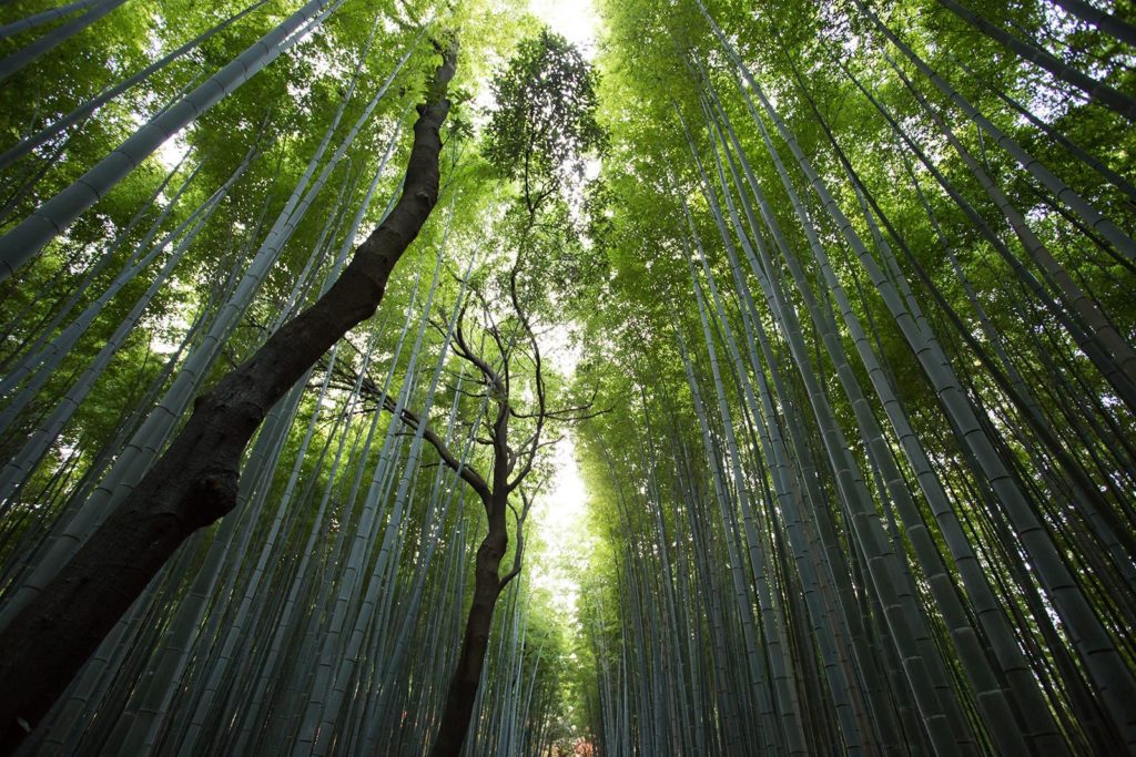 Bambú reinvención